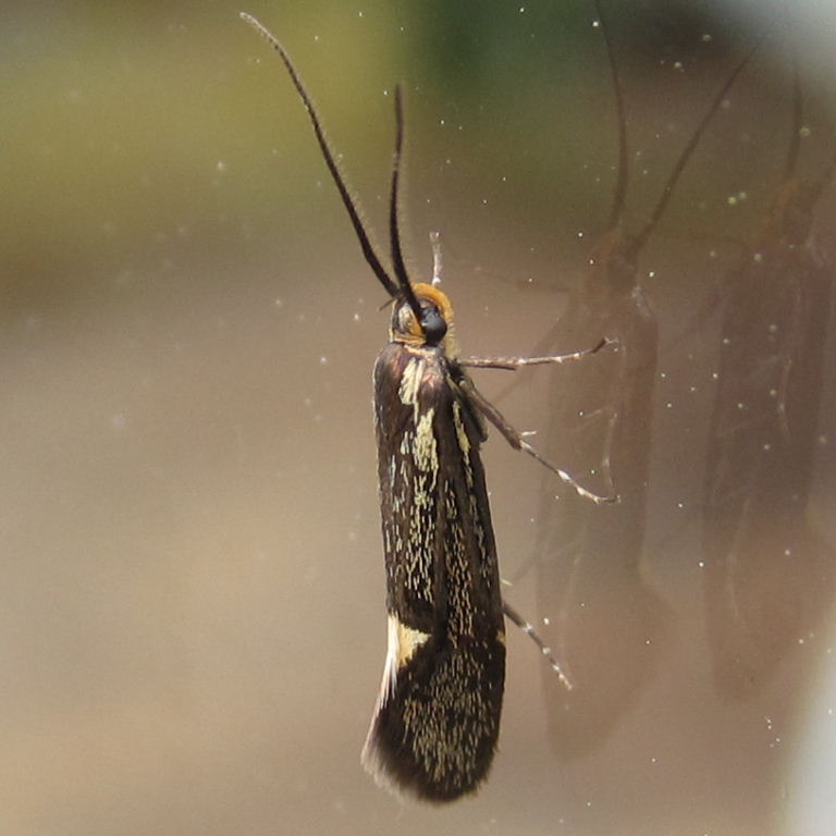 Esperia sulphurella moth
