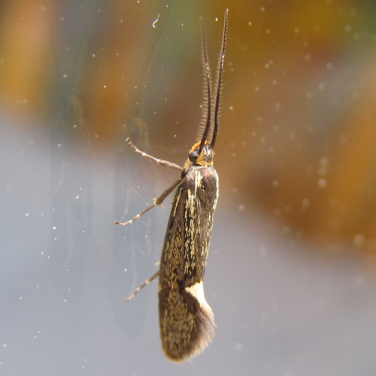 Esperia sulphurella moth
