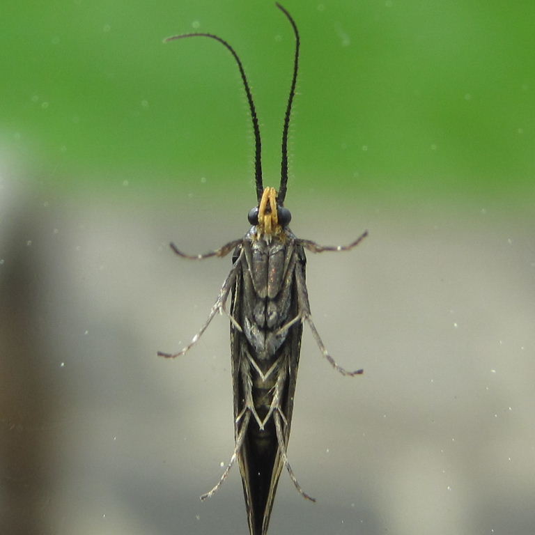 Esperia sulphurella moth
