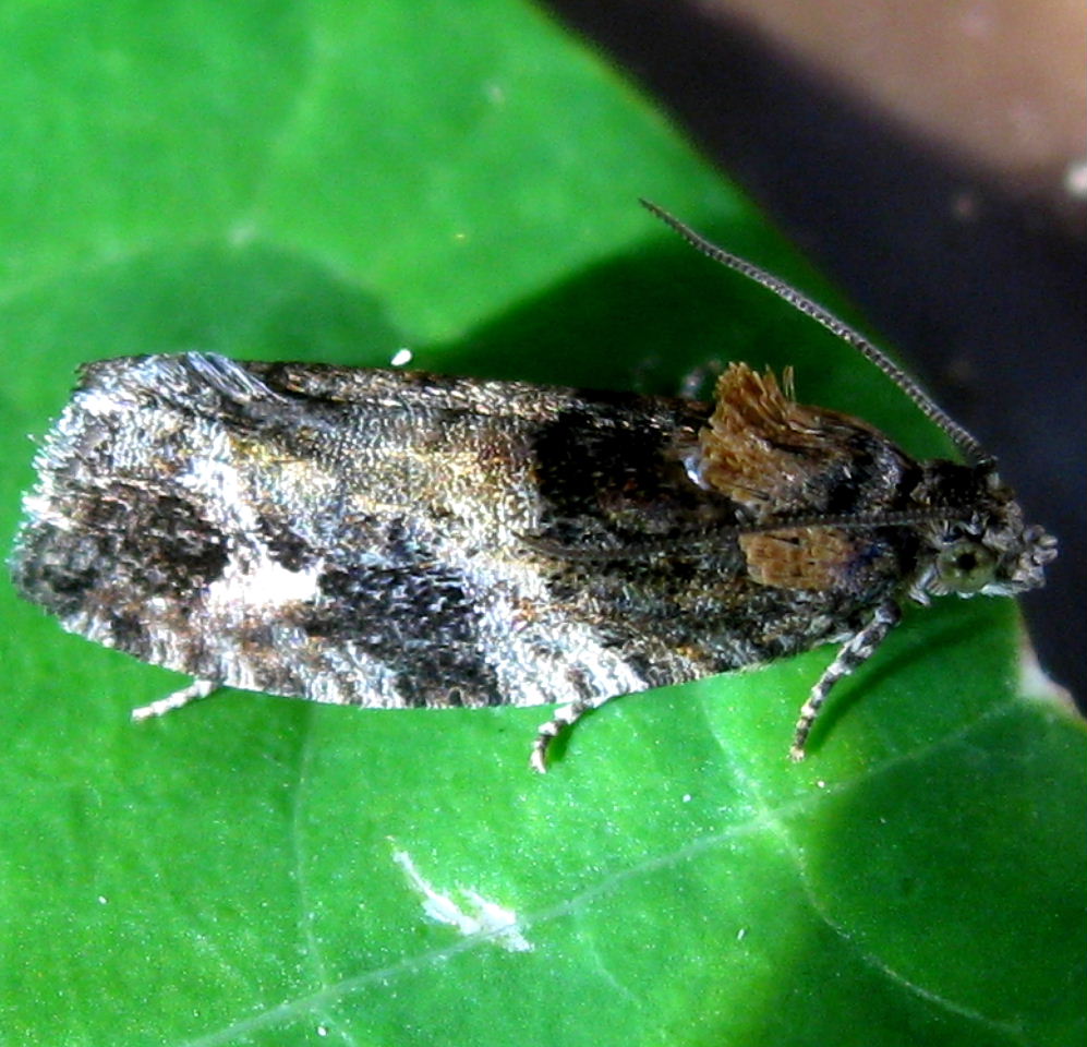 Eudemis profundana moth