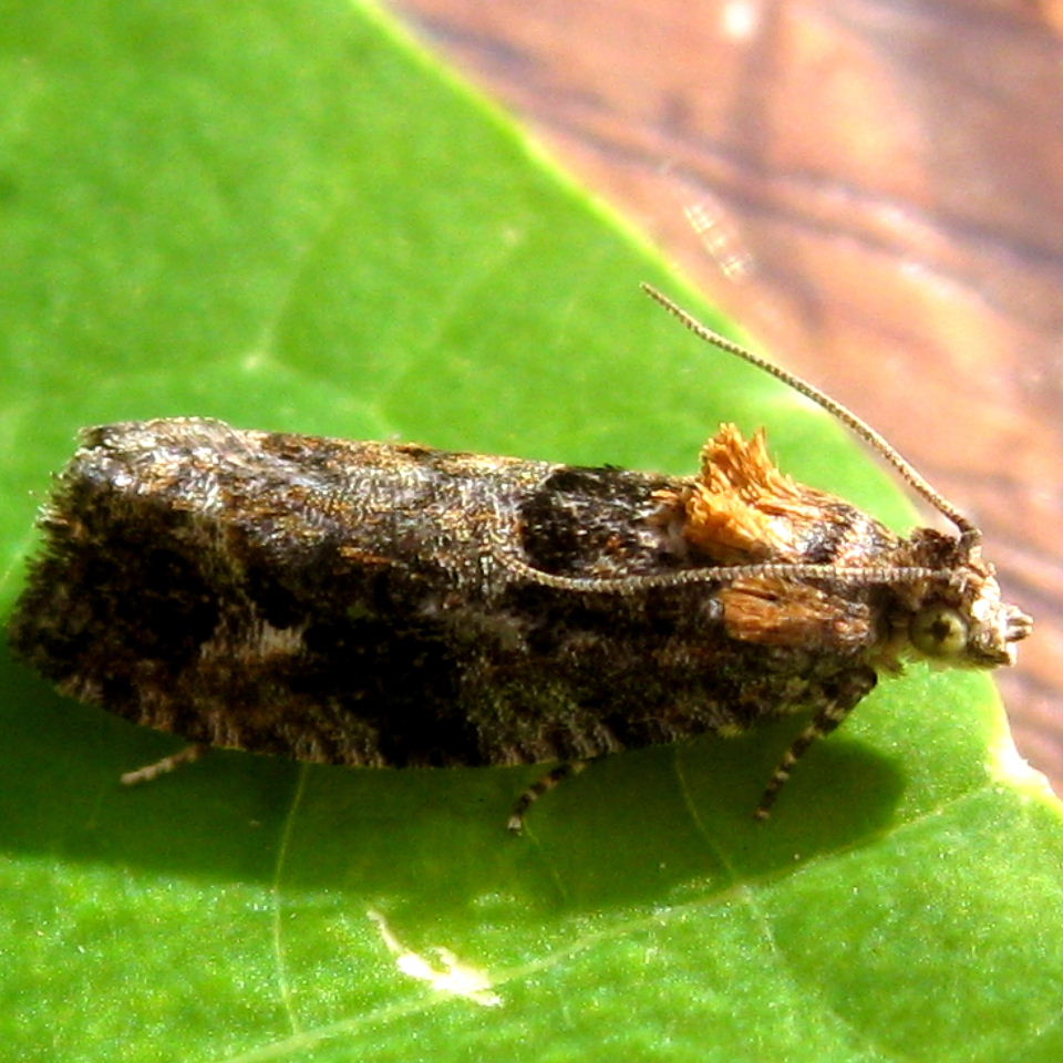 Diamond-back Marble moth