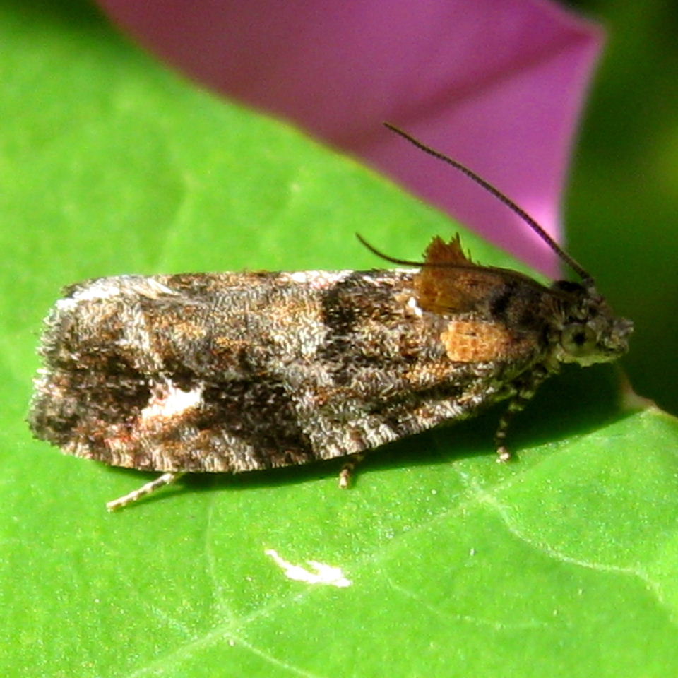 Eudemis profundana