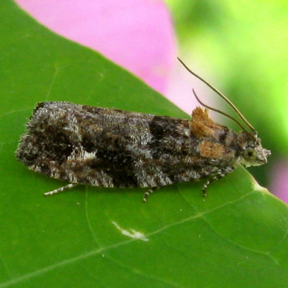Eudemis profundana