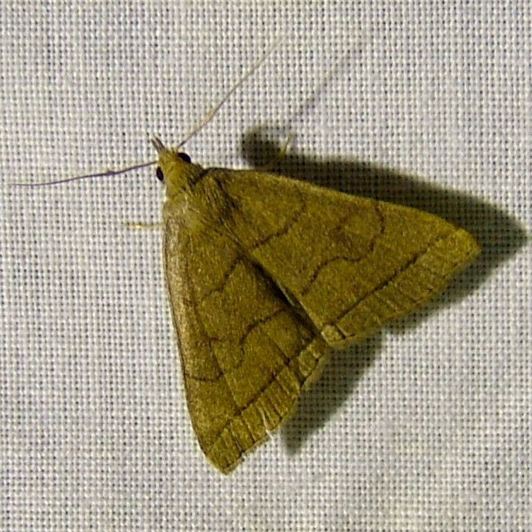 The Fan-foot moth