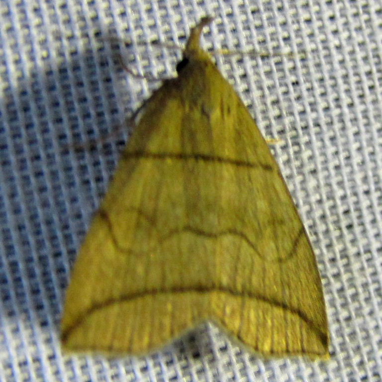 Small Fan-foot moth