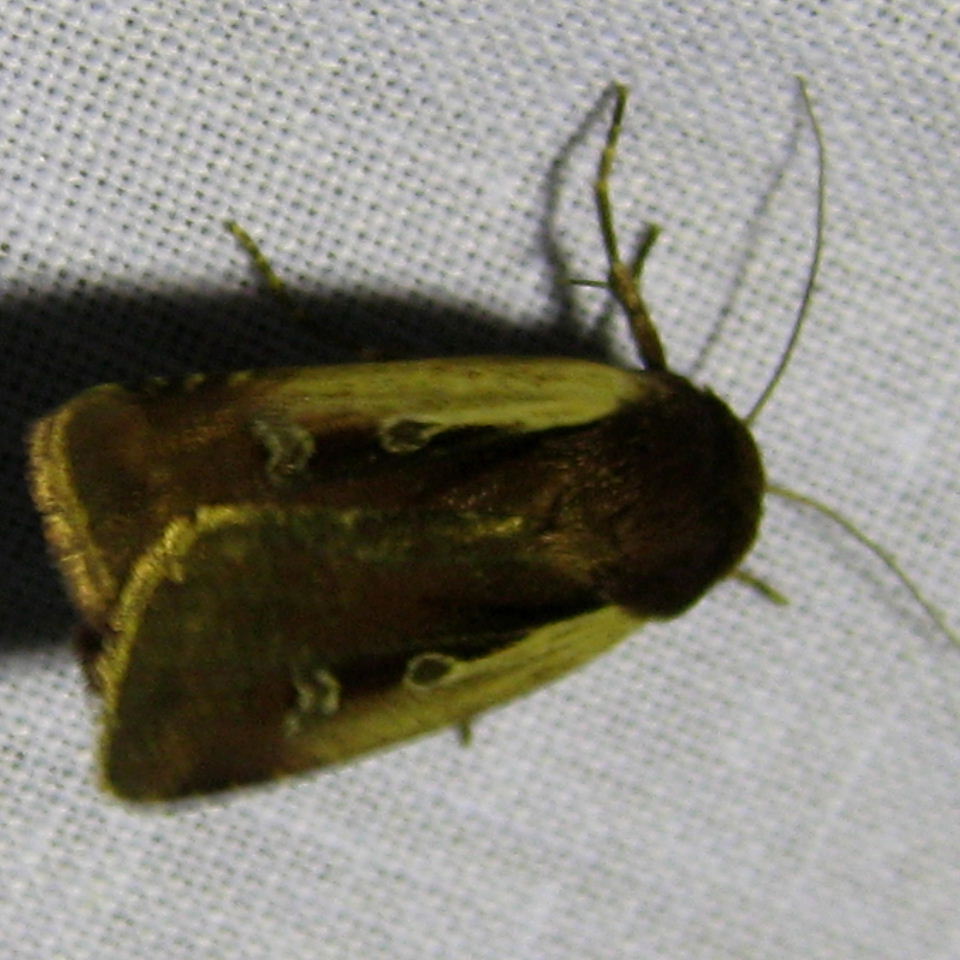 Flame Shoulder moth