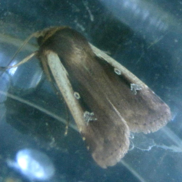 Flame Shoulder moth