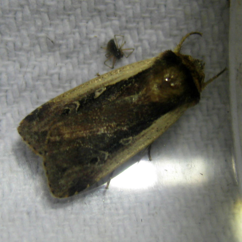 Flame Shoulder moth