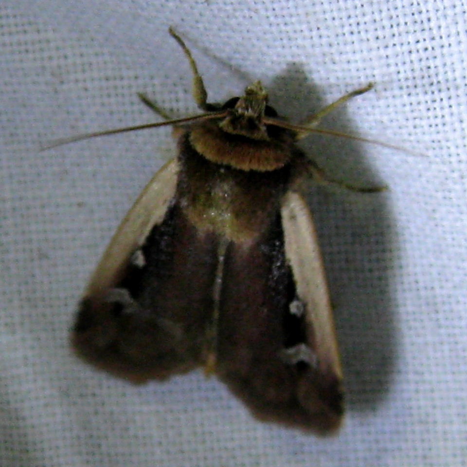 Flame Shoulder moth