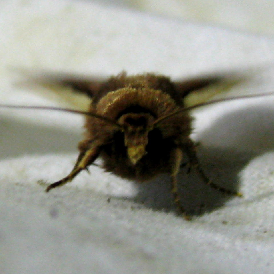 Flame Shoulder moth
