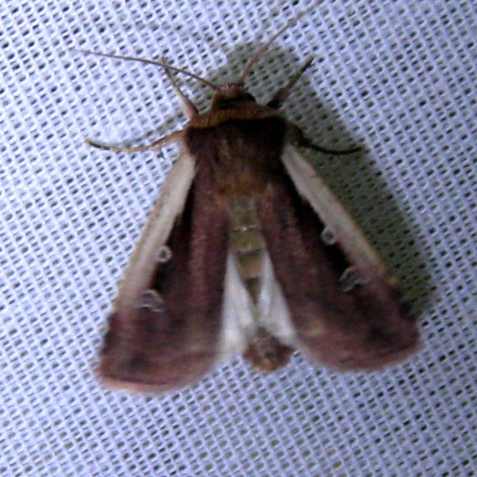 Flame Shoulder moth