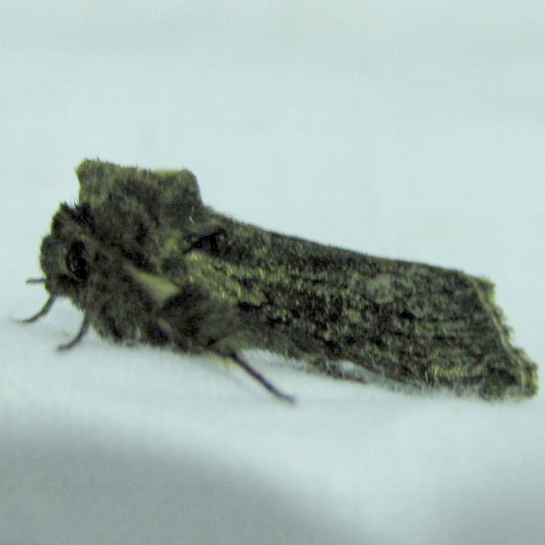 Frosted Green Moth