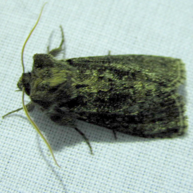Frosted Green Moth
