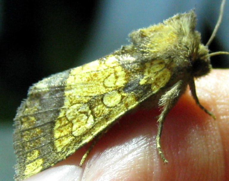 Frosted Orange moth