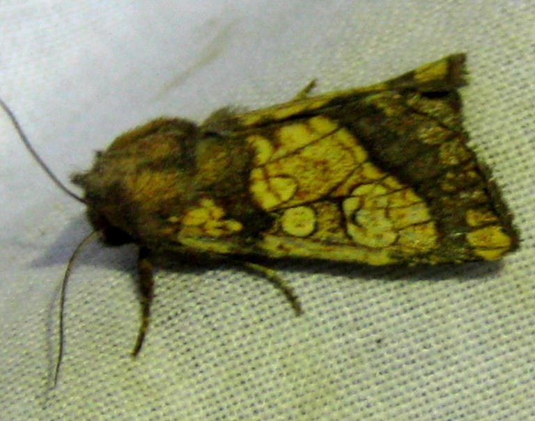 Frosted Orange moth