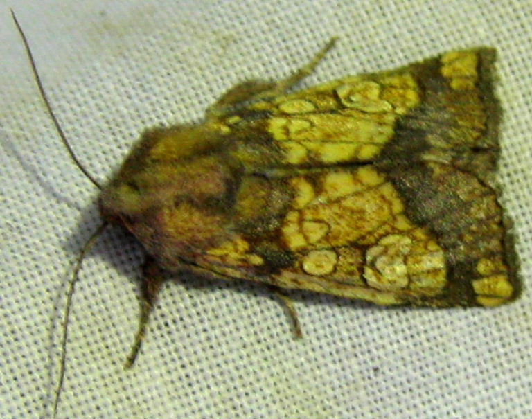 Frosted Orange moth
