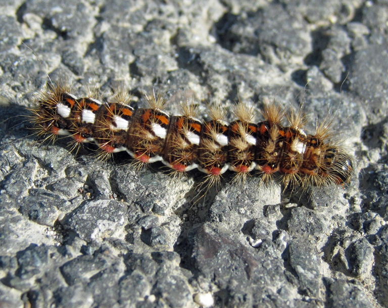 Knot Grass moth caterpillar