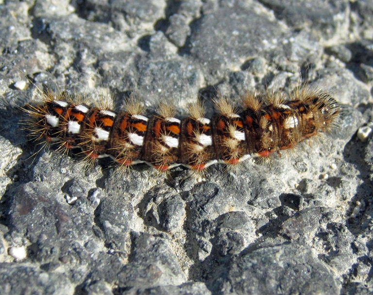 Knot Grass caterpillar