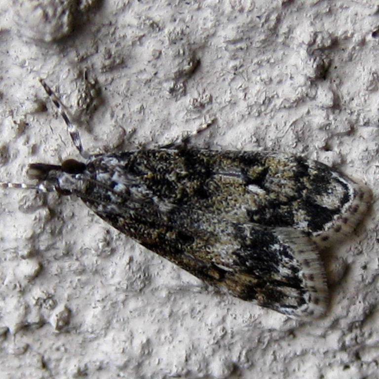 Eudonia mercurella