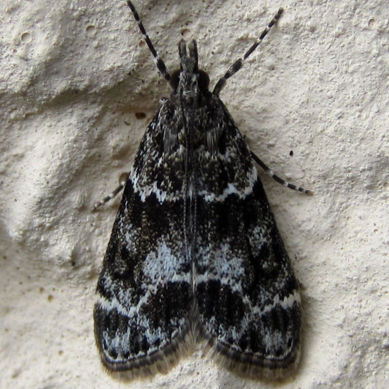 Eudonia mercurella