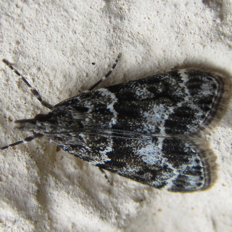 Eudonia mercurella