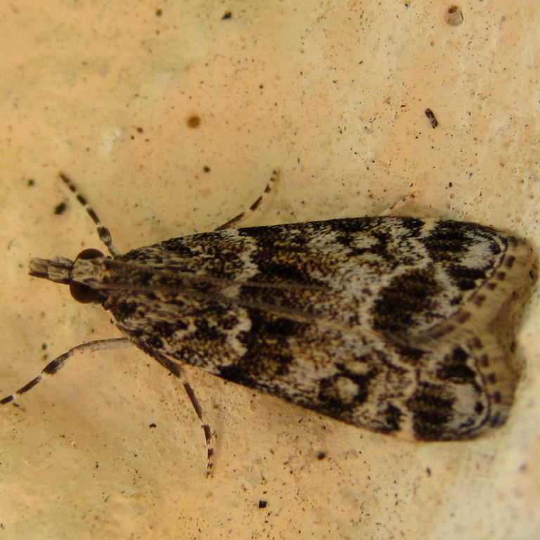 Eudonia mercurella or lacustrata?