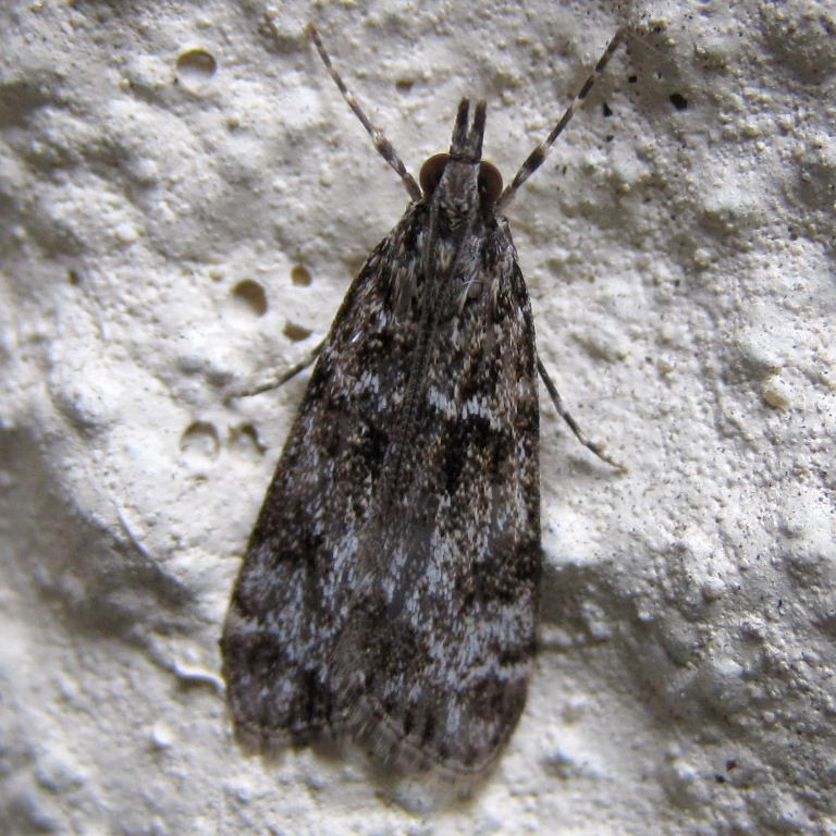 Eudonia mercurella