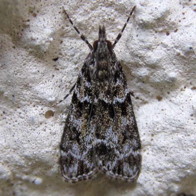 Eudonia mercurella