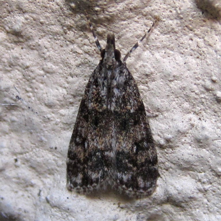 Eudonia mercurella