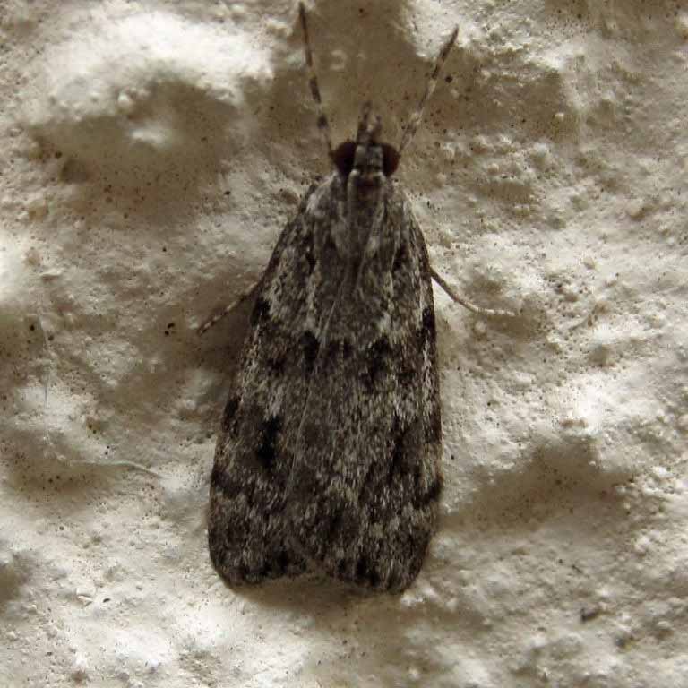 Eudonia mercurella or lacustrata?