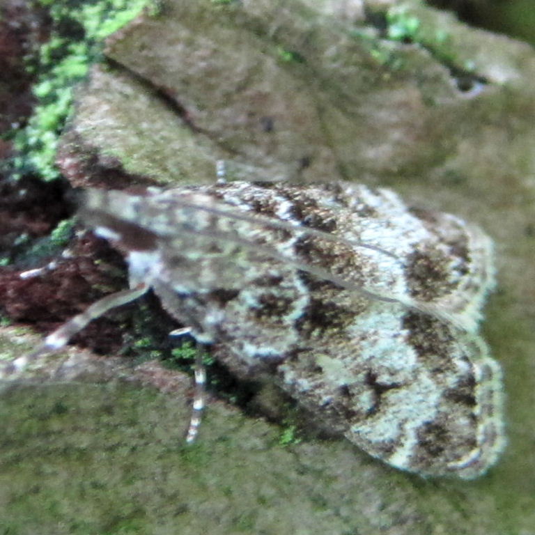 Eudonia lacustrata or Scoparia ambigualis?