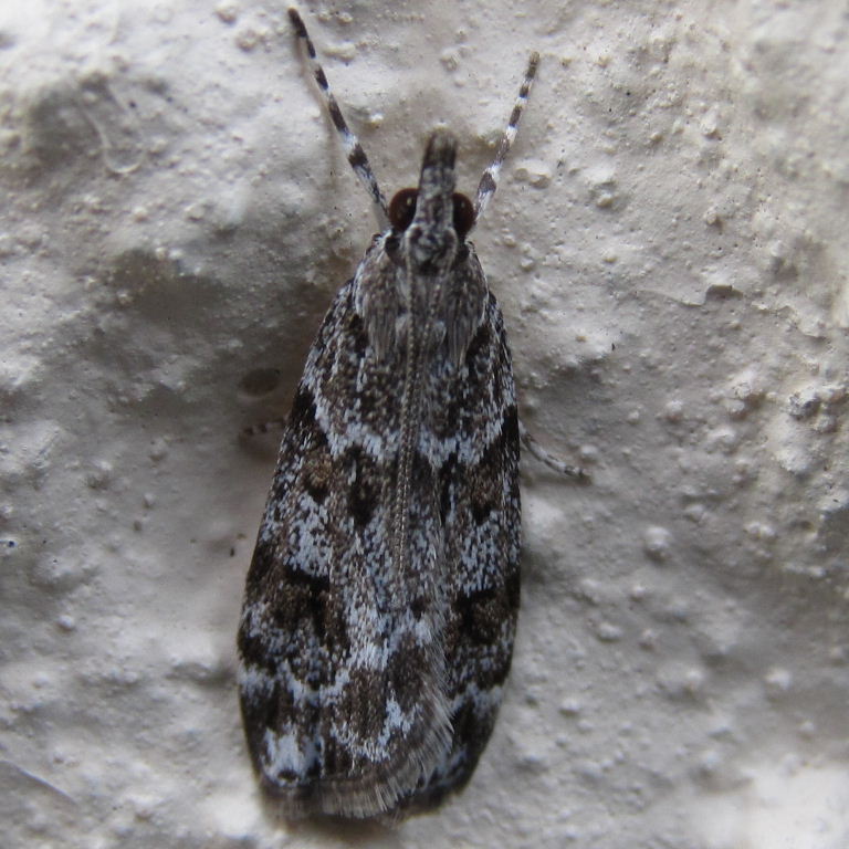 Eudonia mercurella or lacustrata?