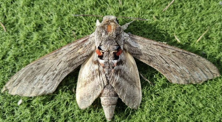 Convolvulus Hawk-moth