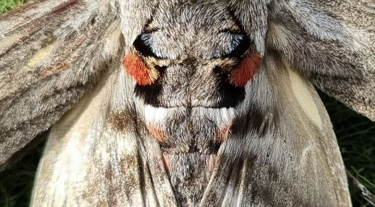 Convolvulus Hawk-moth