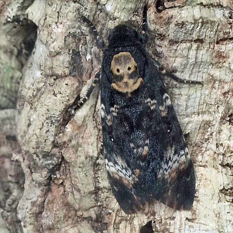 Death's head hawk-moth