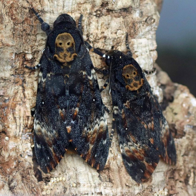 Deaths-head hawk-moth