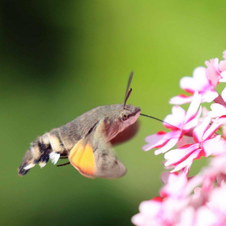 Hummingbird Hawkmoth
