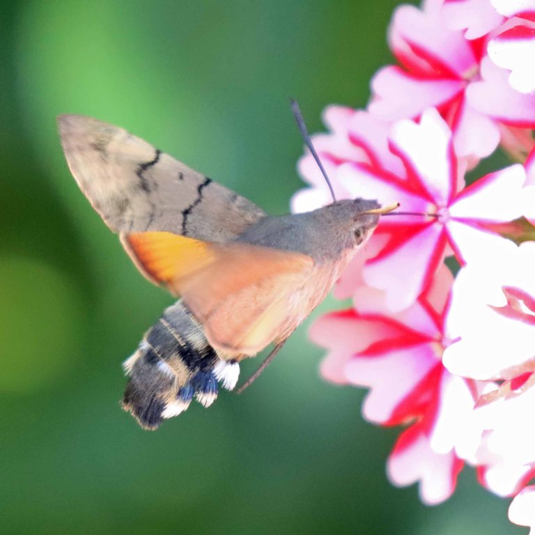 Hummingbird Hawkmoth