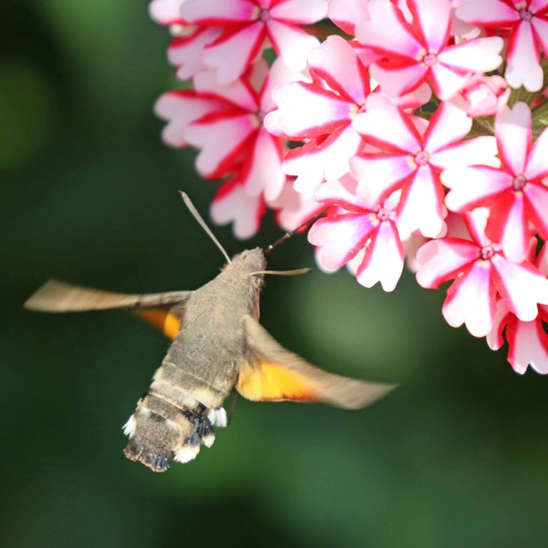 Hummingbird Hawkmoth