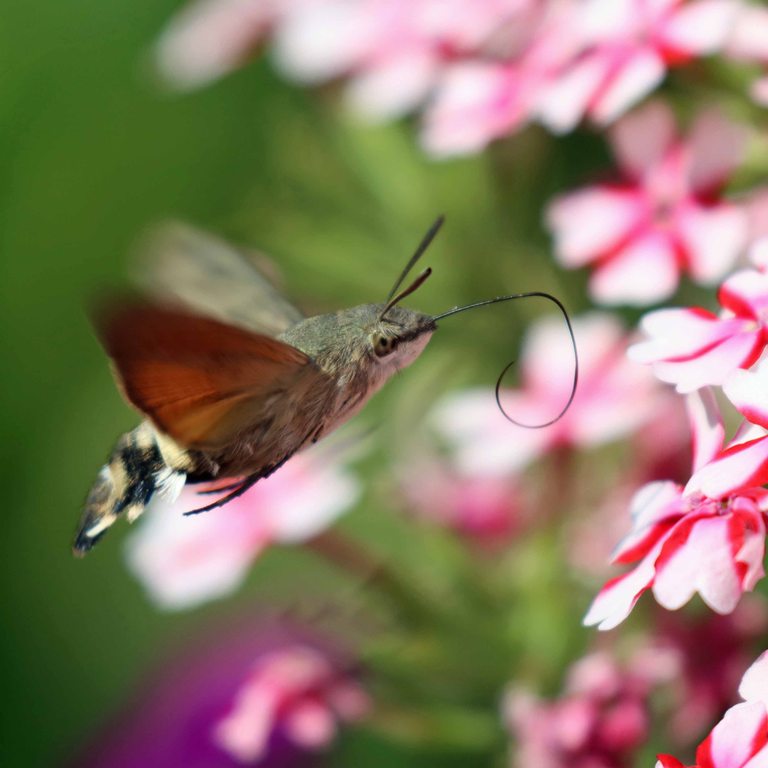 Hummingbird Hawkmoth with tongue out