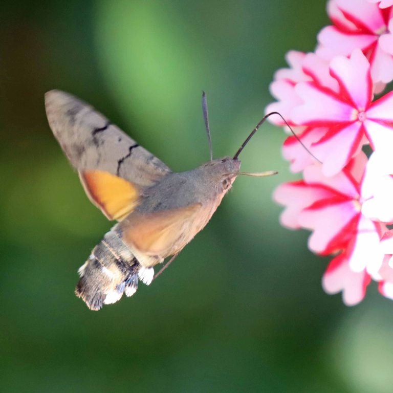 Hummingbird Hawk-moth purple tail highlights