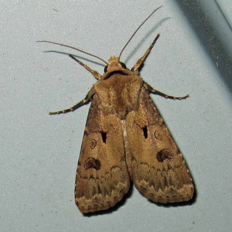 Heart and Dart moth