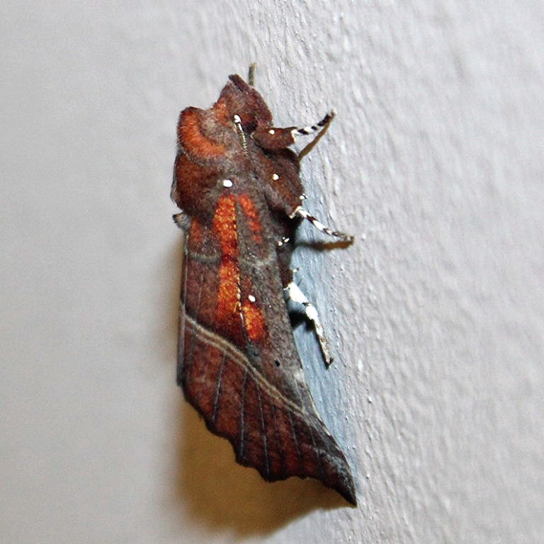 The Herald moth