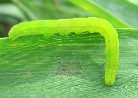 Herald Moth Caterpillar