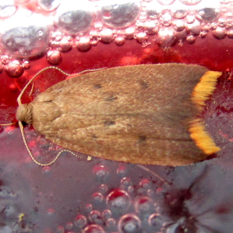 Tachystola acroxantha
