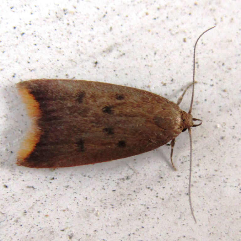 Tachystola acroxantha