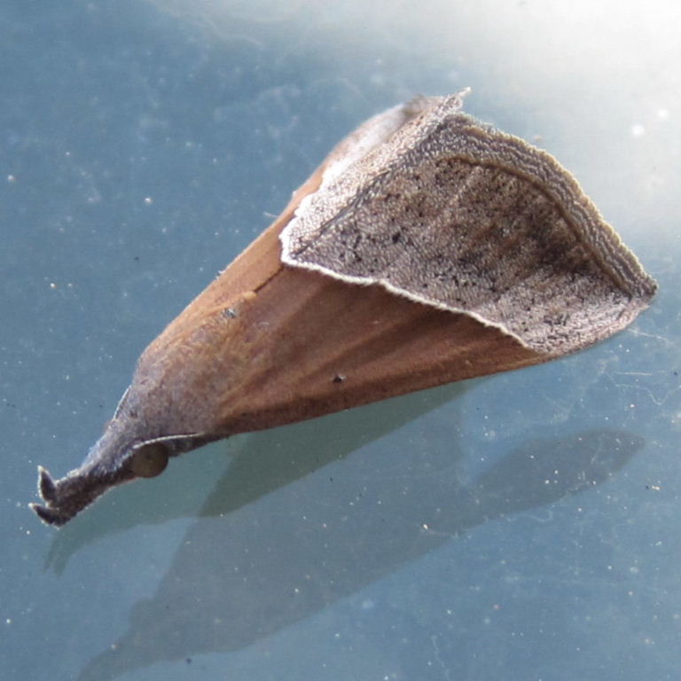 Hypena lividalis moth