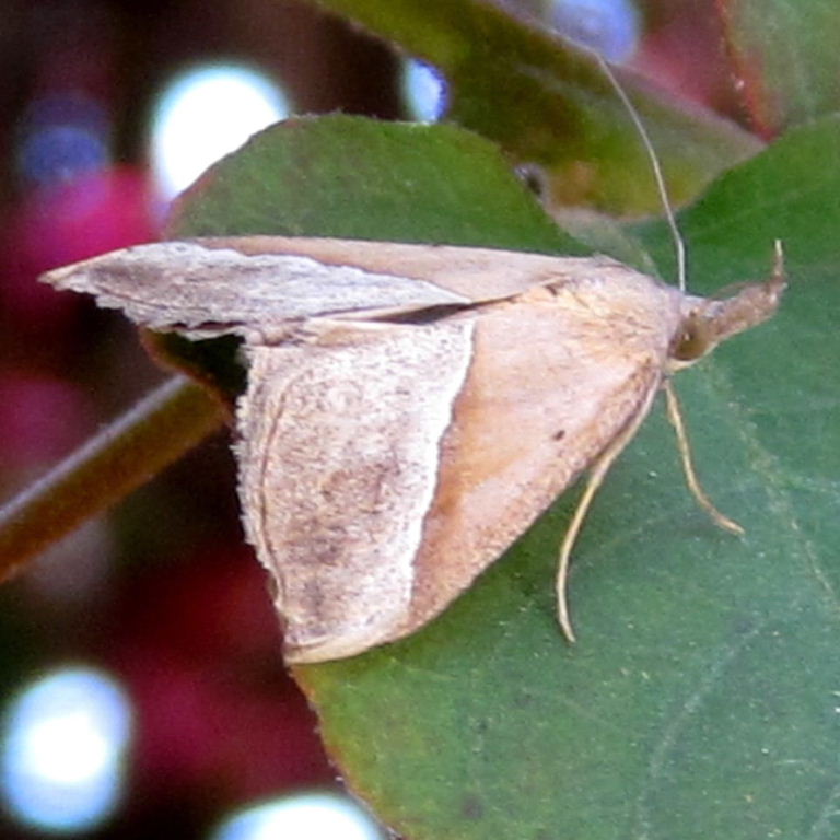 Hypena lividalis