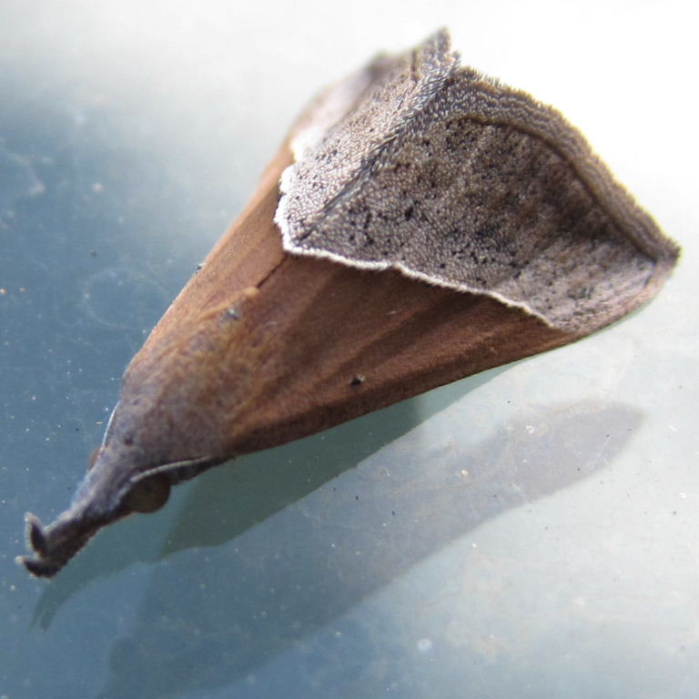 Hypena lividalis