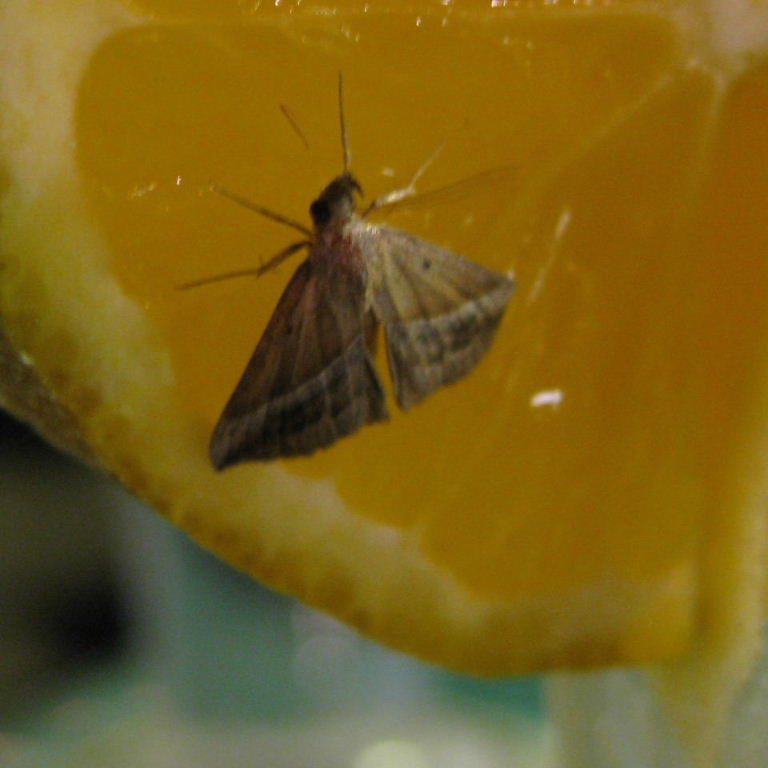 Hypena lividalis moth